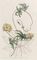 Stigmaphyllon a hojas de Jatropha - Sydenham Edwards — vista de la obra