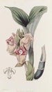 Acanthophippium javanais - Sydenham Edwards — vista de la obra