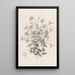 Campanule Laeflings - Sydenham Edwards — cuadro enmarcado en la pared