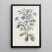 Mulgède with large roots - Sydenham Edwards — framed artwork on a wall