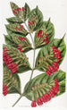 Combretum a grandes flores - Sydenham Edwards — vista de la obra