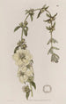 Heimia a grandes flores - Sydenham Edwards — vista de la obra