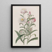 Helichrysum with Large Flowers - Sydenham Edwards — framed artwork on a wall