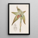 Lycaste à grandes fleurs - Sydenham Edwards — framed artwork on a wall