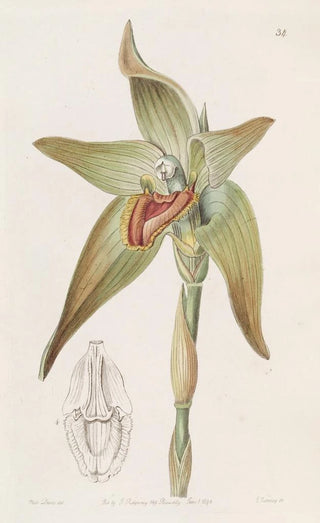 Sydenham Edwards - Largeflowered Lycaste.webp