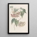Philibertia à grandes fleurs - Sydenham Edwards — framed artwork on a wall