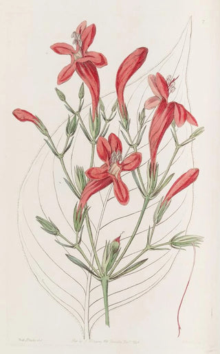 Sydenham Edwards - Largeleaved Ruellia.webp