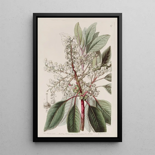 Sydenham Edwards - Laurelleaved Strawberry tree.webp