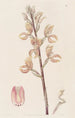 Govenia de Linden - Sydenham Edwards — artwork view