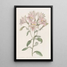 Alstroemeria rayada - Sydenham Edwards — cuadro enmarcado en la pared