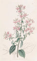 Lopezia à feuilles linéaires - Sydenham Edwards — artwork view