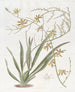 Oncidium noble - Sydenham Edwards — vista de la obra