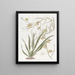 Oncidium noble - Sydenham Edwards — cuadro enmarcado en la pared