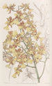 Oncidium de hojas largas - Sydenham Edwards — vista de la obra