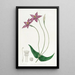 Chironia with long peduncles - Sydenham Edwards — framed artwork on a wall