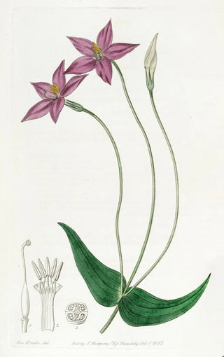 Sydenham Edwards - Longstalked Chironia.webp