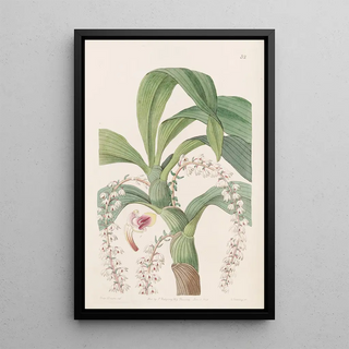 Sydenham Edwards - Manytailed Eria.webp