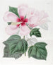 Hibiscus des marais - Sydenham Edwards — artwork view