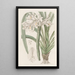 Cymbidium de Masters - Sydenham Edwards — cuadro enmarcado en la pared