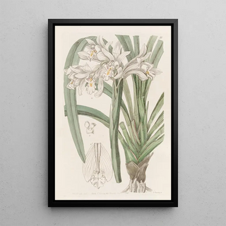 Sydenham Edwards - Masters Cymbid.webp