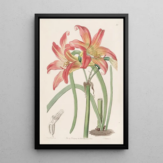 Sydenham Edwards - Meadow Habranthus.webp