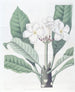 Plumeria de M. Lambert - Sydenham Edwards — vista de la obra