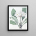 Plumeria de M. Lambert - Sydenham Edwards — cuadro enmarcado en la pared