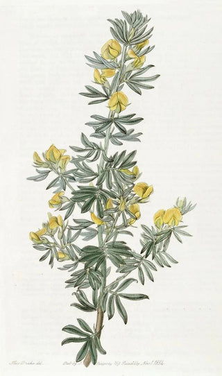 Sydenham Edwards - Mr Loudons Adesmia.webp