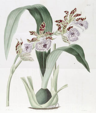 Sydenham Edwards - Mr Mackays Eulophia.webp