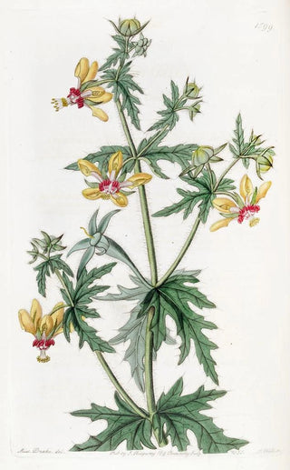 Sydenham Edwards - Mr Places Loasa.webp