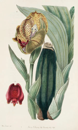 Sydenham Edwards - Mr Ruckers Anguloa.webp