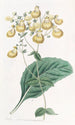 Calceolaria de M. W. Herbert - Sydenham Edwards — vista de la obra