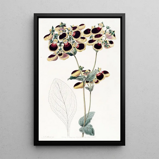 Sydenham Edwards - Mr Youngs Calceolaria.webp