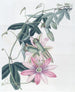 Mme Marryat's Taxonia - Sydenham Edwards — artwork view
