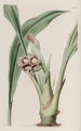 Tupistra inclinada - Sydenham Edwards — vista de la obra