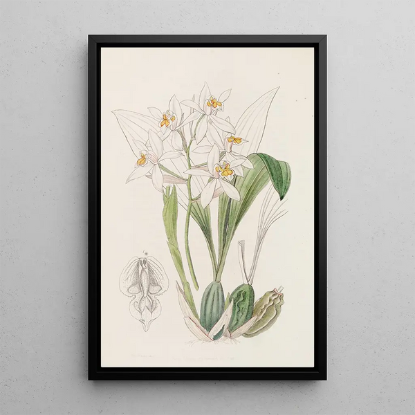 Coelogyne con manchas ocre - Sydenham Edwards — cuadro enmarcado en la pared
