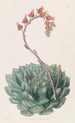 Echeveria unilateral - Sydenham Edwards — vista de la obra