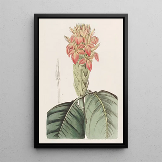 Sydenham Edwards - Orange Aphelandra.webp