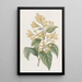 Cestrum orangé - Sydenham Edwards — framed artwork on a wall