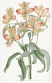 Alstroemeria a flores naranjas - Sydenham Edwards — vista de la obra