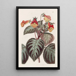 Sydenham Edwards - Painted Achimenes.webp