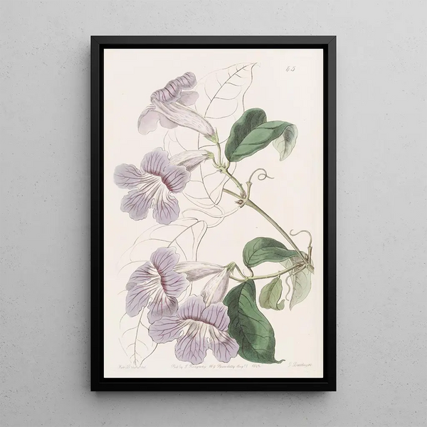 Bignonia painting by Sydenham Edwards — framed artwork on a wall