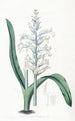 Lachenalia a flores azul pálido - Sydenham Edwards — vista de la obra
