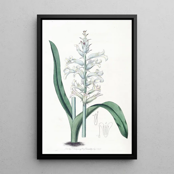 Lachenalia à fleurs bleu pâle - Sydenham Edwards — framed artwork on a wall