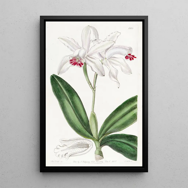 Cattleya intermediate with pale flowers - Sydenham Edwards — framed artwork on a wall