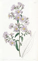Aster pálido - Sydenham Edwards — vista de la obra