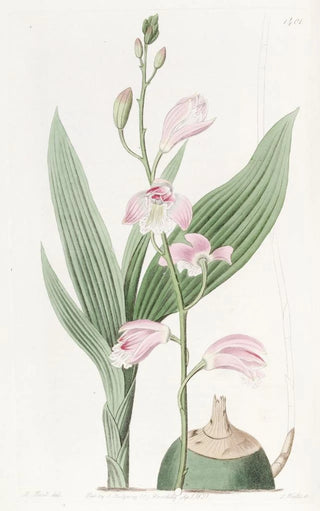 Sydenham Edwards - Pallid Bletia.webp