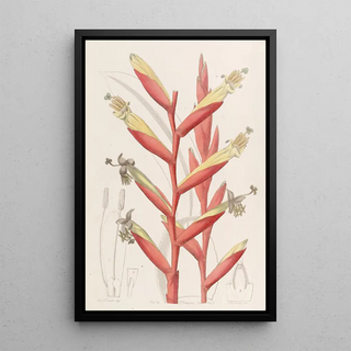 Sydenham Edwards - Parrotflowered Vriesia.webp