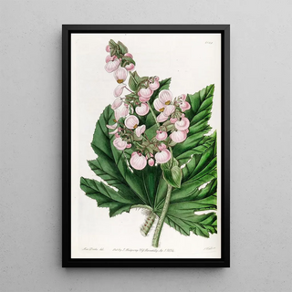 Sydenham Edwards - Parsnipleaved Begonia.webp