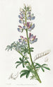 Lupin bicolor - Sydenham Edwards — vista de la obra